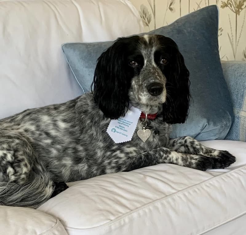 A black and white English springer spaniel with a freshly groomed coat lying on a cream leather sofa
