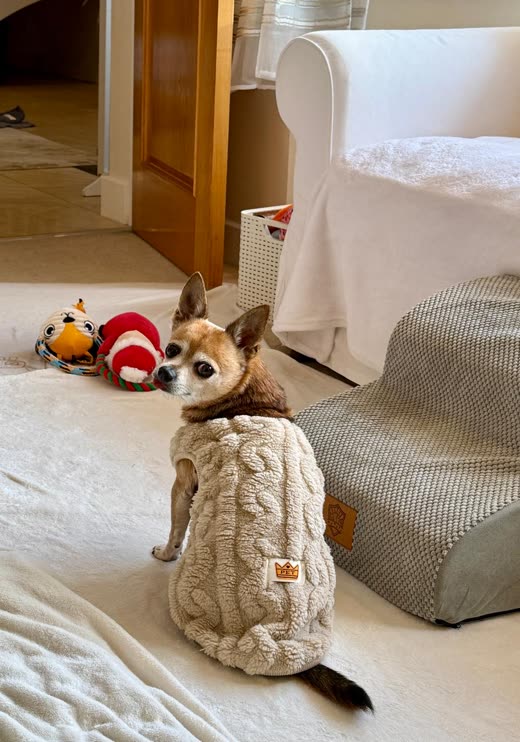 A small chihuahua in a cream knitted jumper standing on a living-room rug