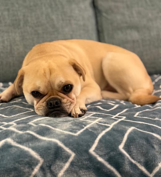 A fawn pug-cross lying flat on a grey patterned blanket, looking at the camera