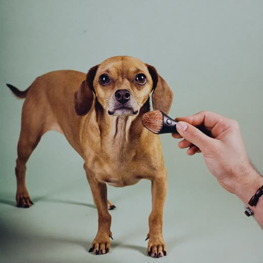 A small dog being gently brushed during a grooming session